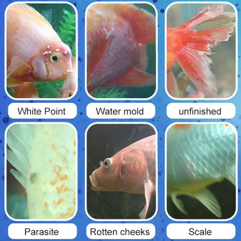 SIKEZHAN Traitement des maladi - Aquarium Fishing avis et prix