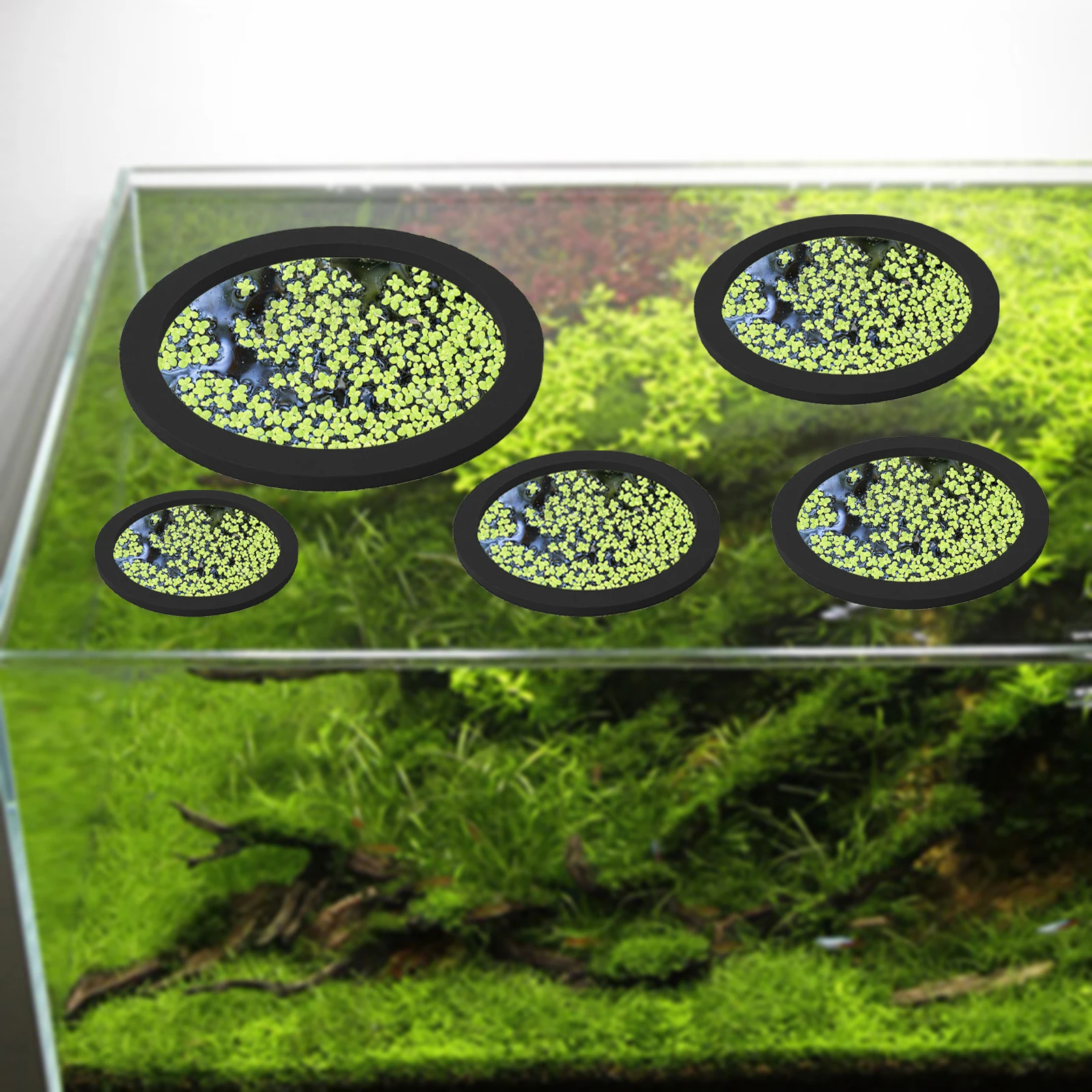 Anneaux d'Alimentation pour Aq - Aquarium Fish Items avis et prix