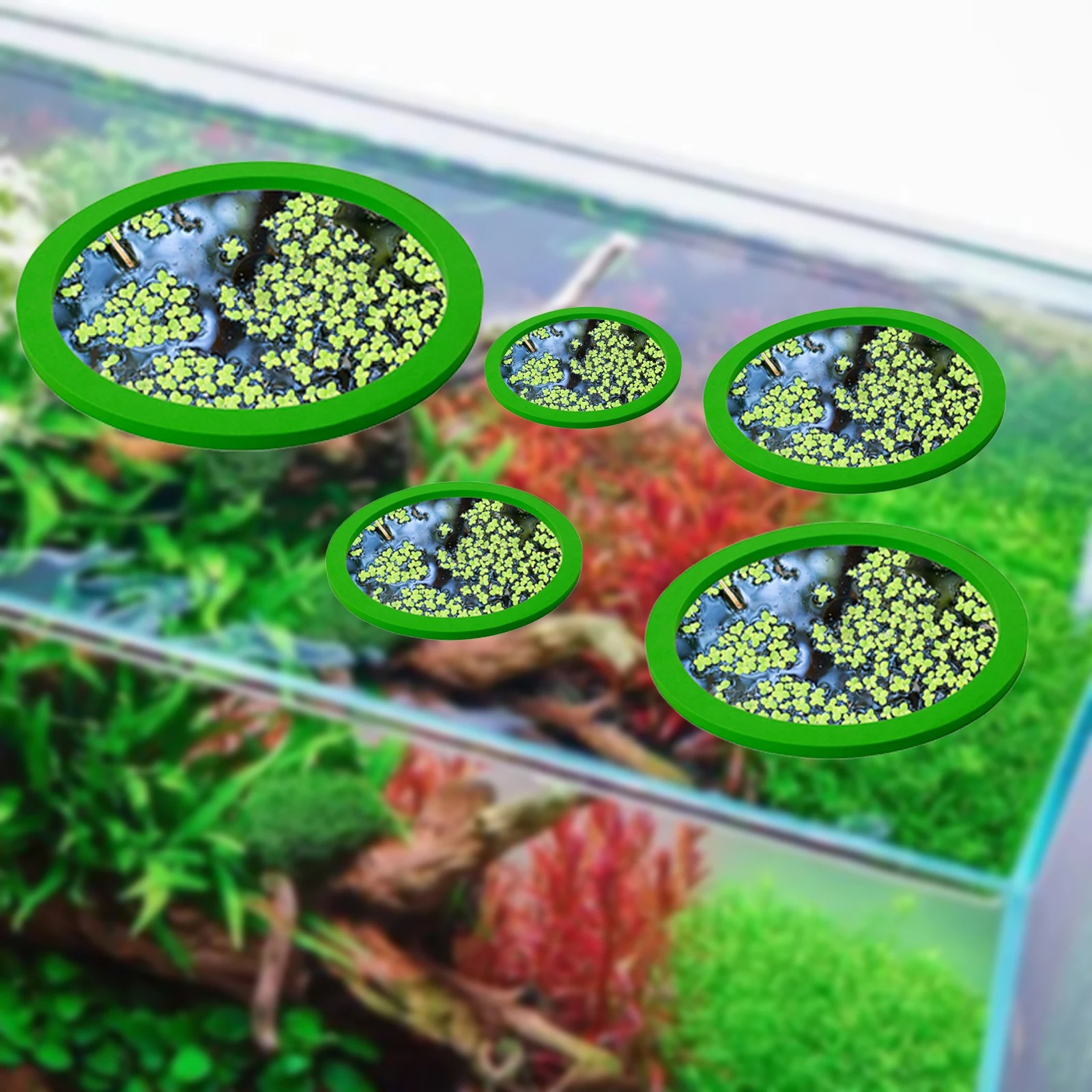 Anneaux d'Alimentation pour Aq - Aquarium Fish Items avis et prix