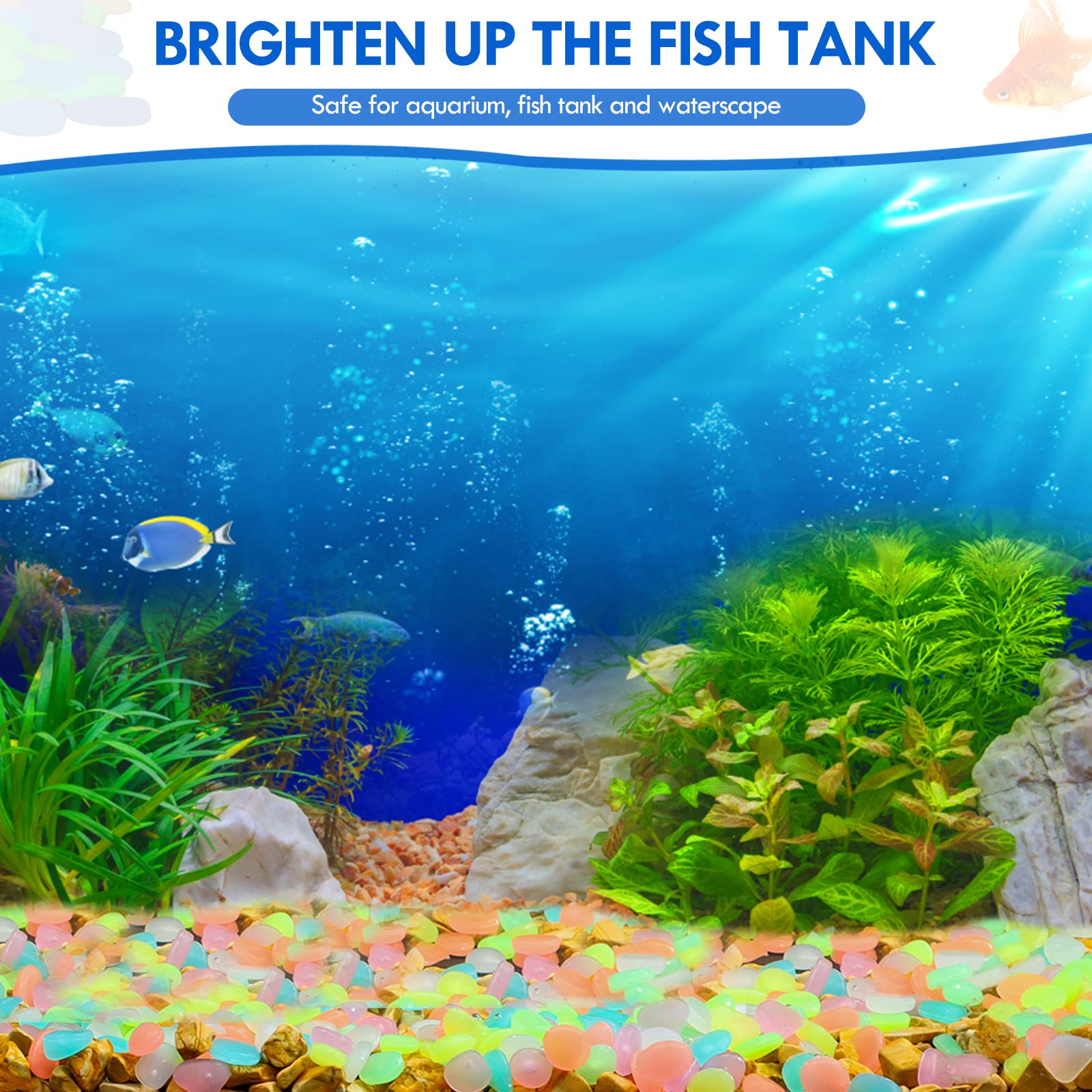 100 pièces brillent dans le no - Aquarium Fishing avis et prix