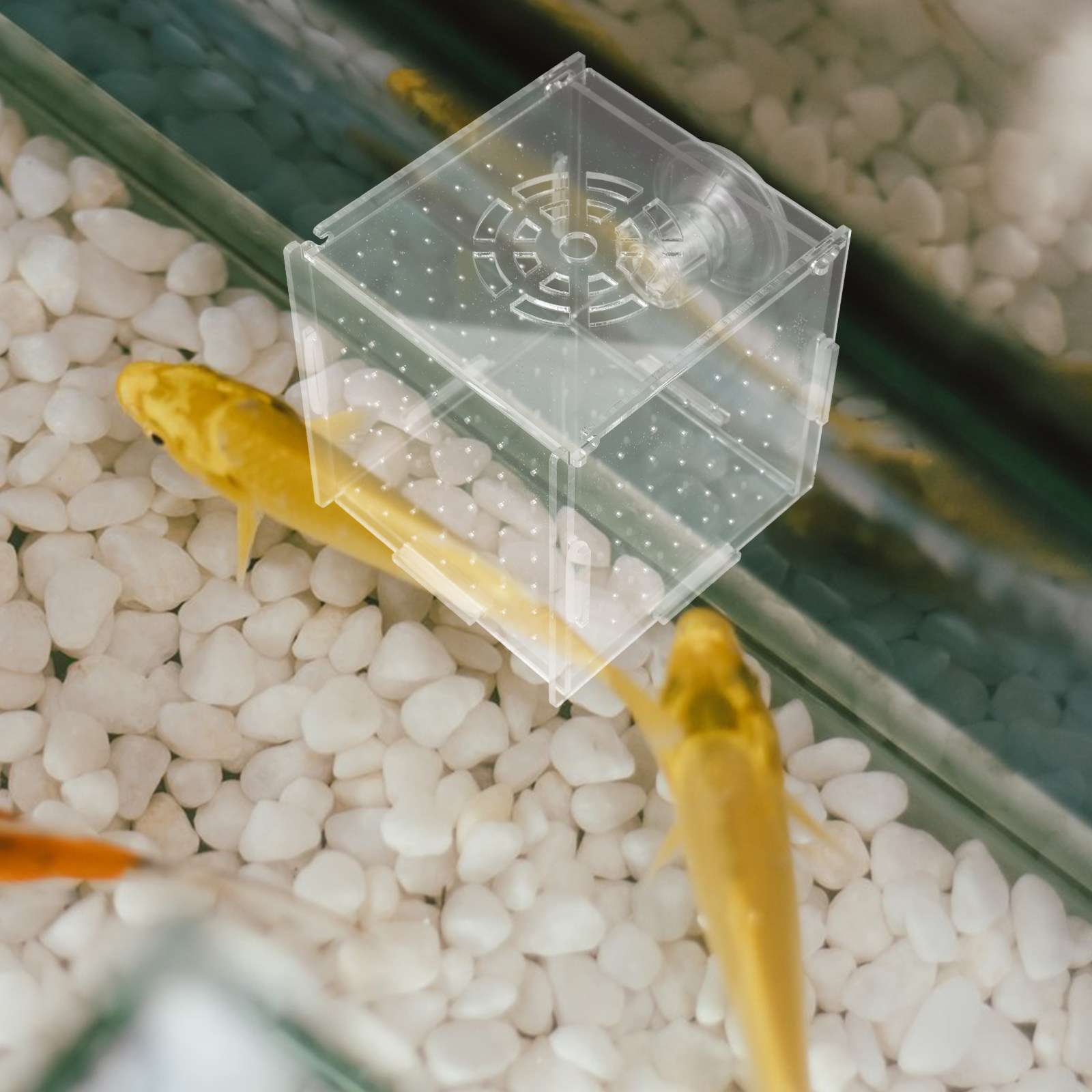 Boîte d'isolation pour l'éleva - Fish Toy In Aquarium avis et prix
